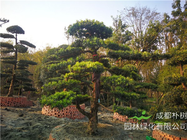 2021年成都市-郫都区苗木基地直销的21公分精品罗汉松价格有没有什么变化？